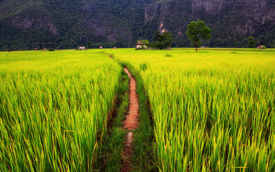 種植農(nóng)業(yè)